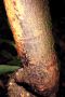 Amazonas06 - 089 * Bullet ants are 1